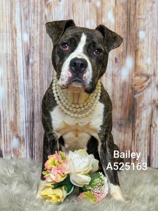Bailey