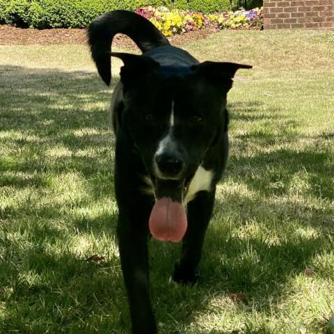Bruno