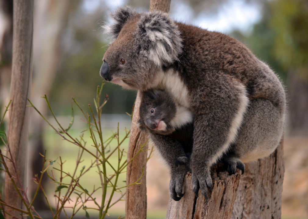 Just Hanging Stock Photo - Download Image Now - Koala, Laziness, Animal -  iStock