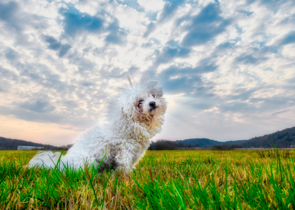 A Bichon frisés in the grass.