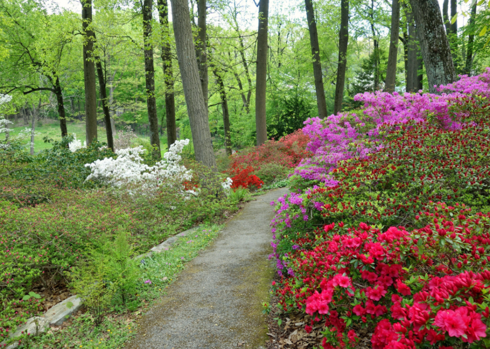 A botanical garden trail.