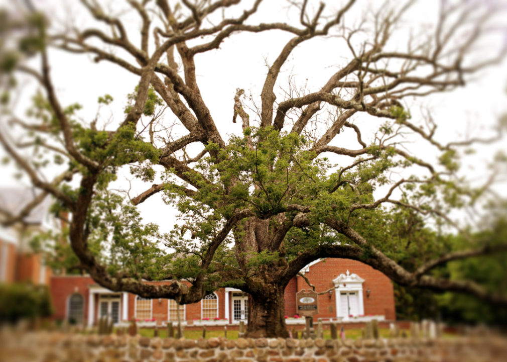 A historic oak tree and church.