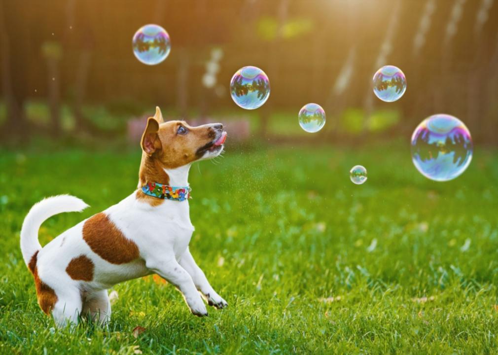 A dog jumping to catch bubbles in a grassy park.