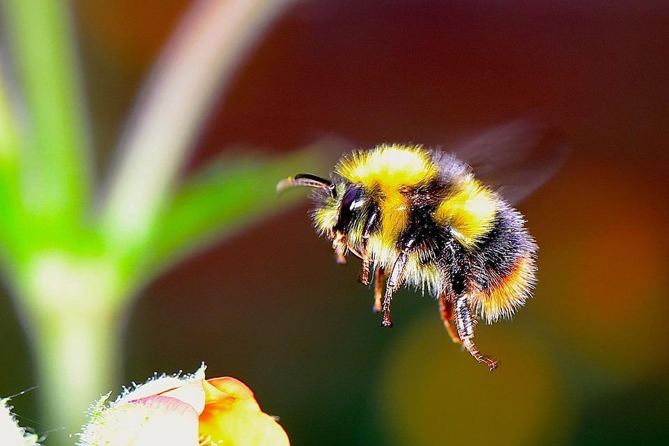 30 Popular Science Myths Debunked » bumble bee 2361336 960 720 2