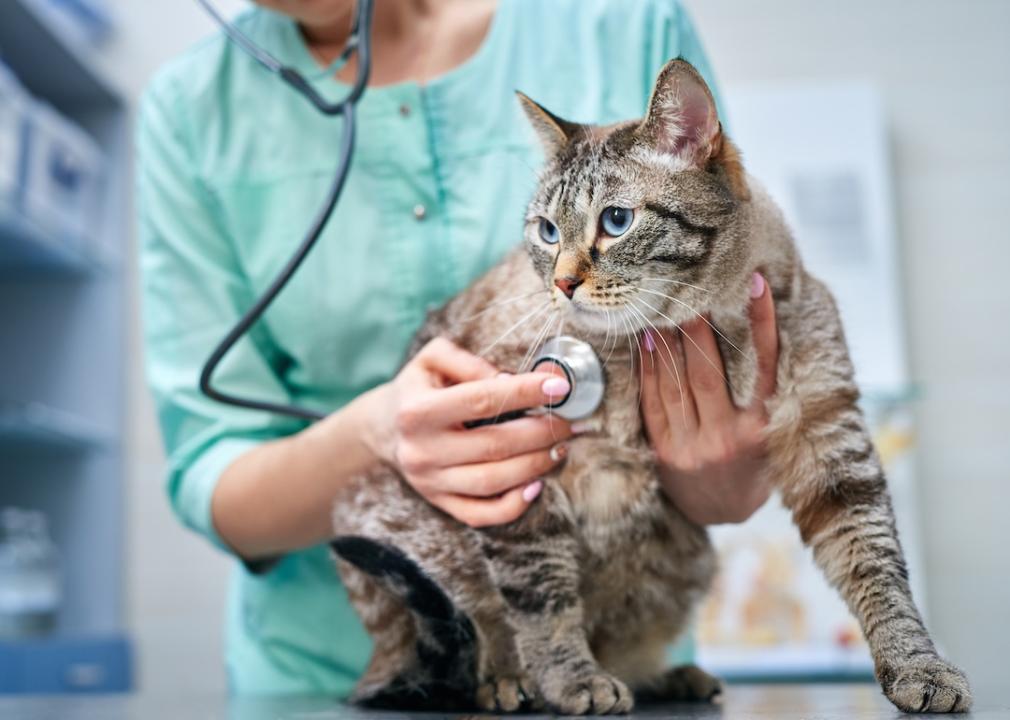 Cat getting heartbeat checked by vet.