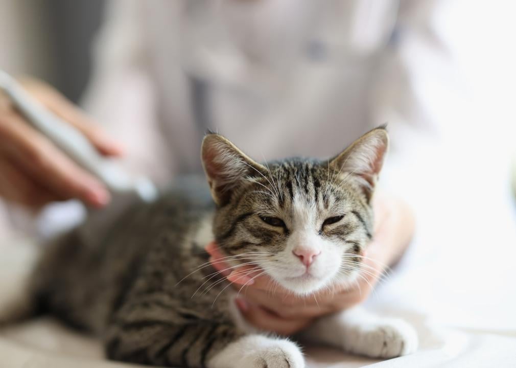 Cat receiving kidney exam by vet.