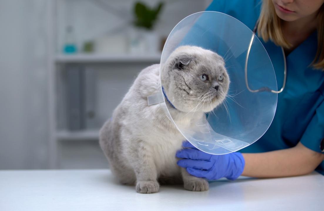 Cat wearing a cone collar during vet inspection.
