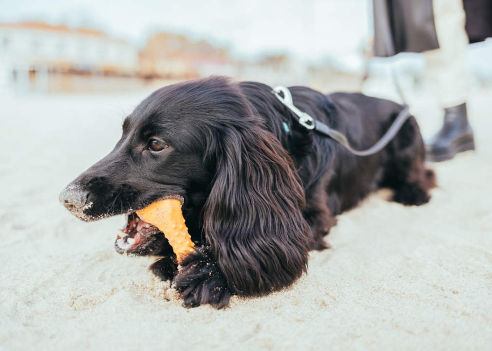 A dark brown dog chewing on an orange toy on the beach.