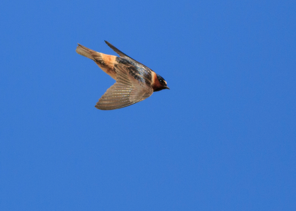 A cliff swallow flying against a blue sky.