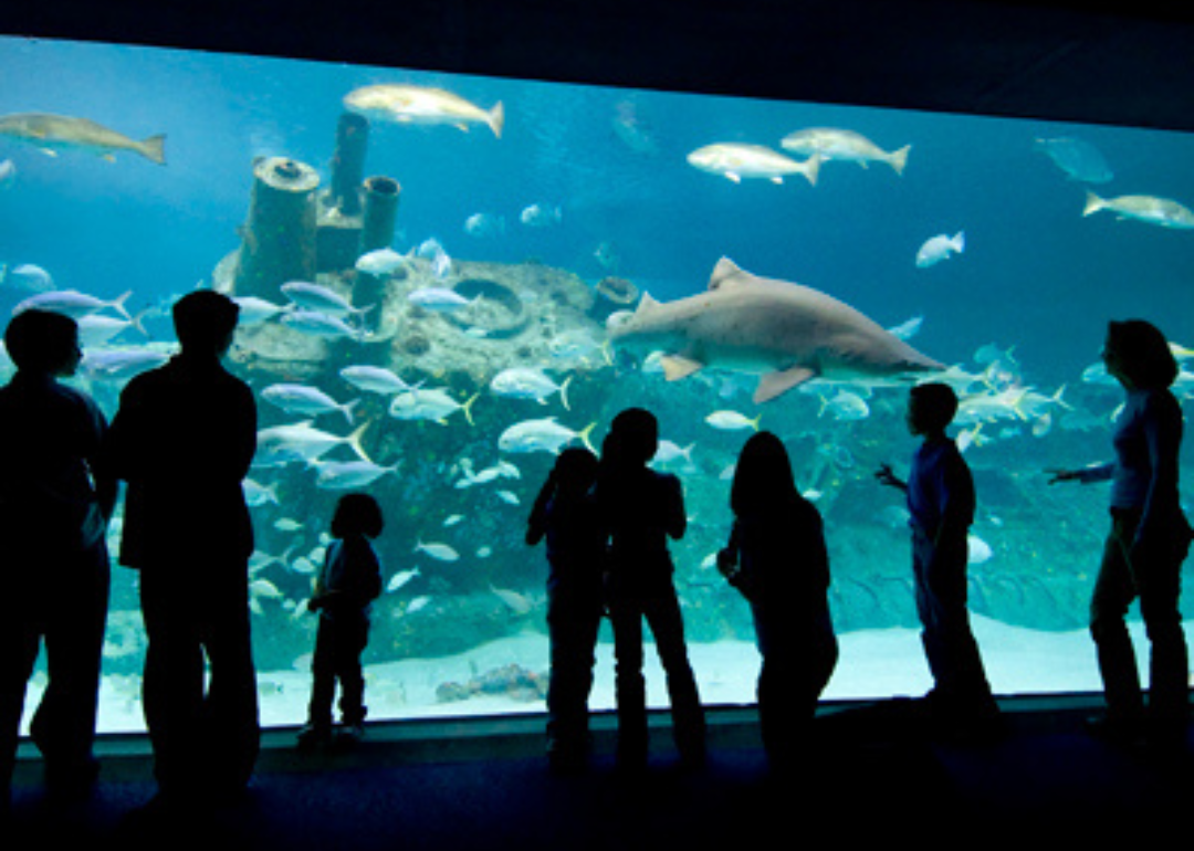 Silhouettes of people in front of a large aquarium tank.