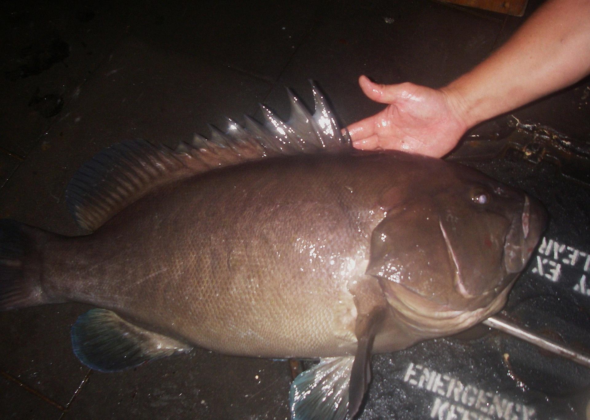 Nighttime photo of a Warsaw Grouper.