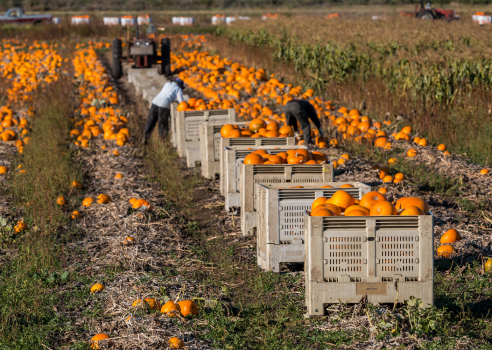Farmworkers collect pumpkins in a field.