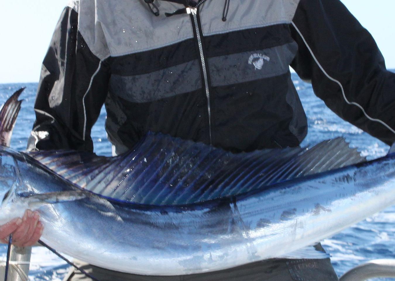 A Shortbill Spearfish caught off Great Barrier Island, New Zealand.