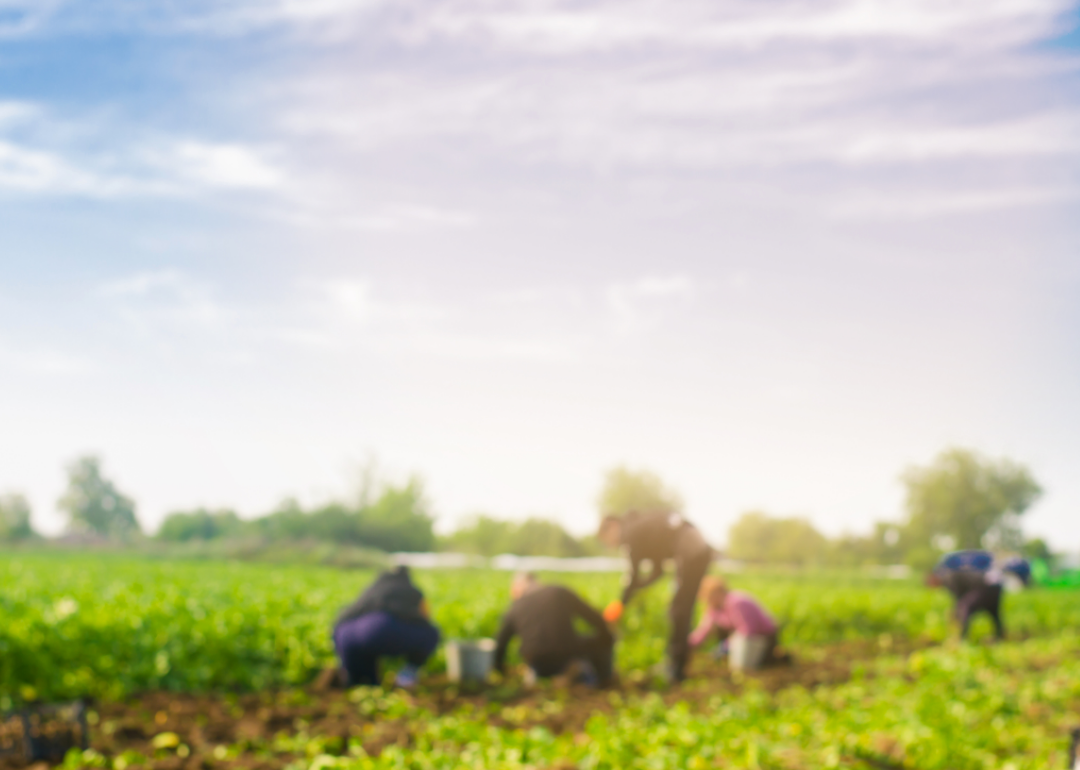 Farm laborers work in a field