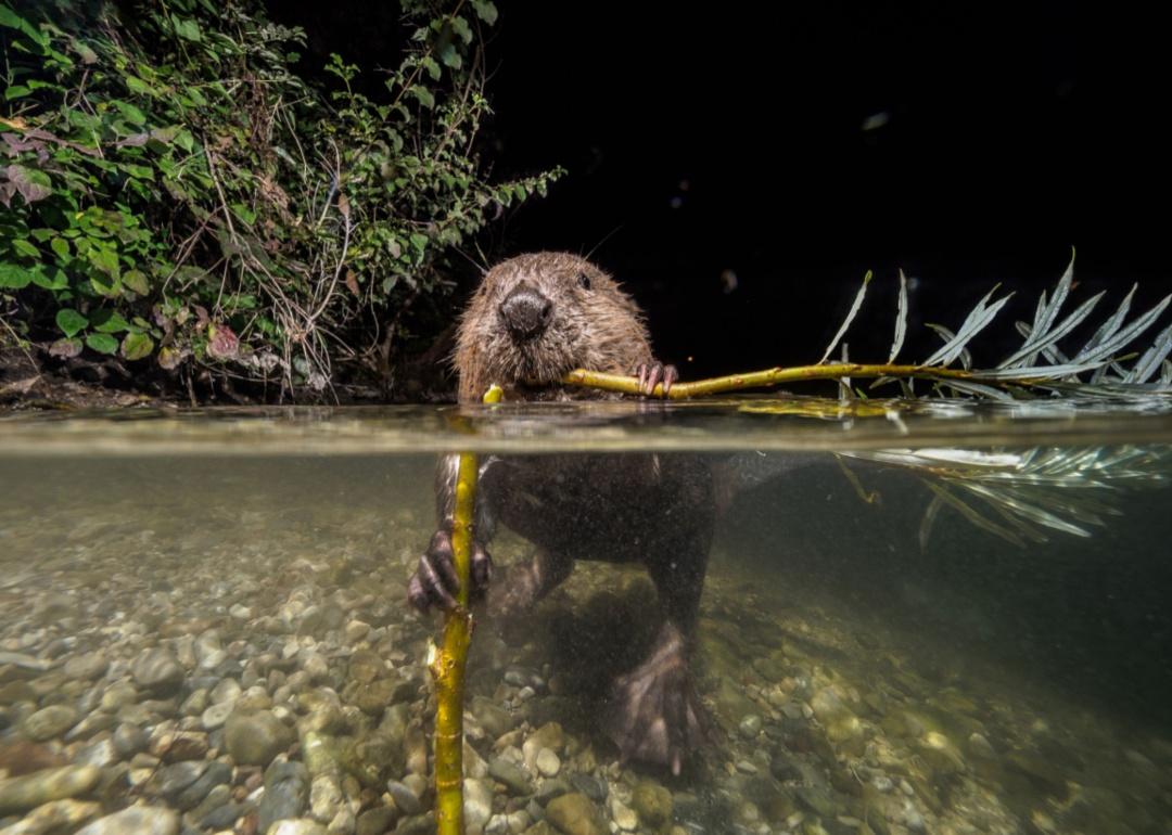 A beaver chewing on a branch in a clear river.
