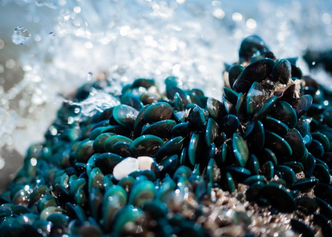 Green Mussels growing on a beach rock on the sea shore.