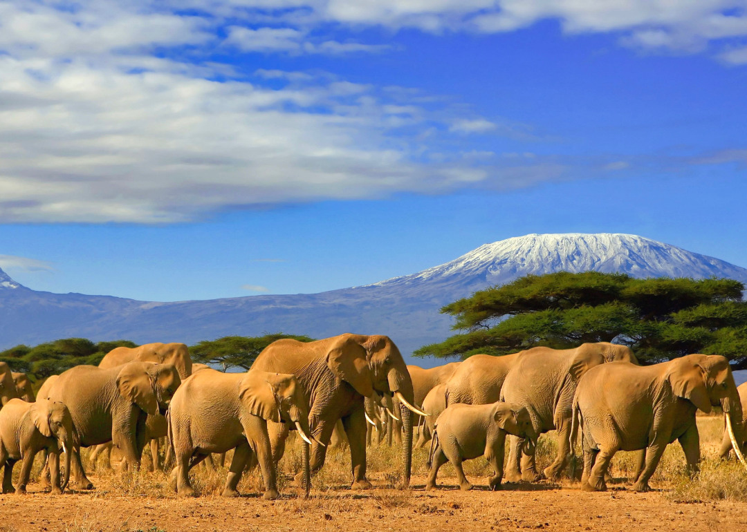 African elephants marching in a row.