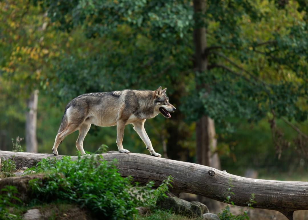 A gray wolf walking on a log in the forest.