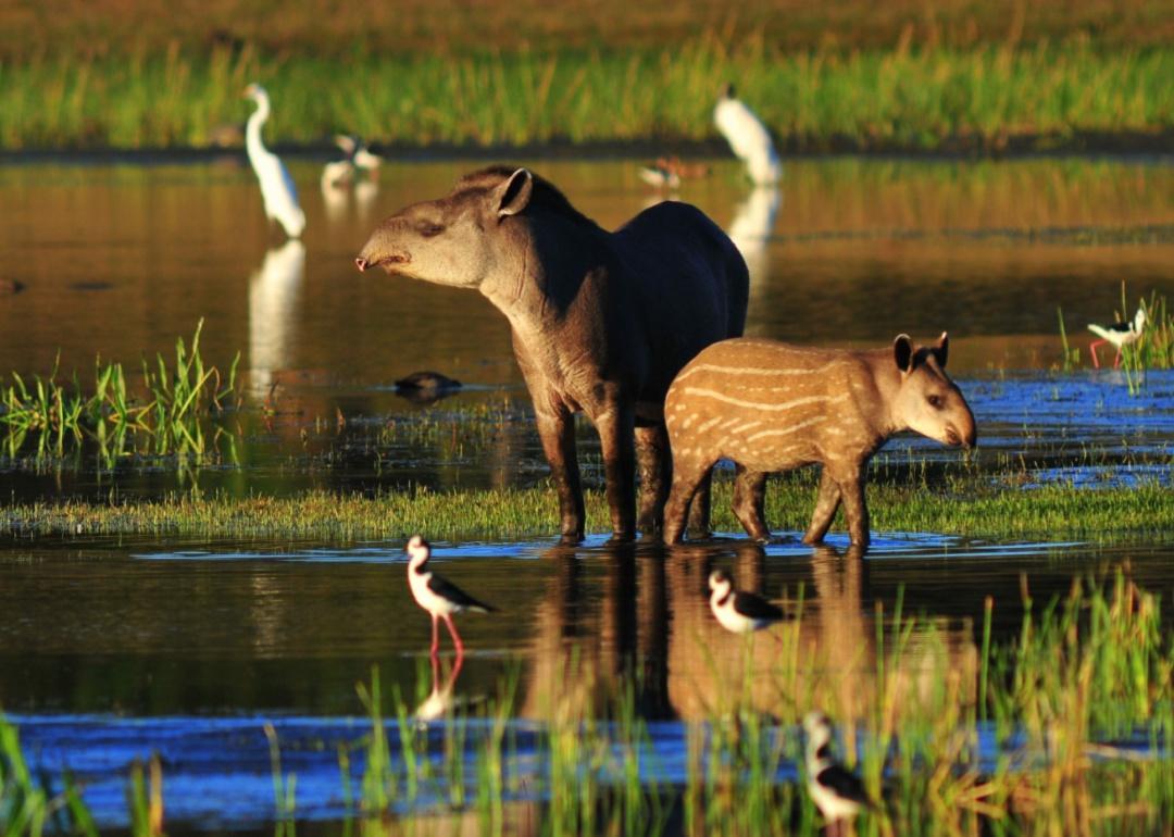 A tapir mother and baby in the water with birds in the background.