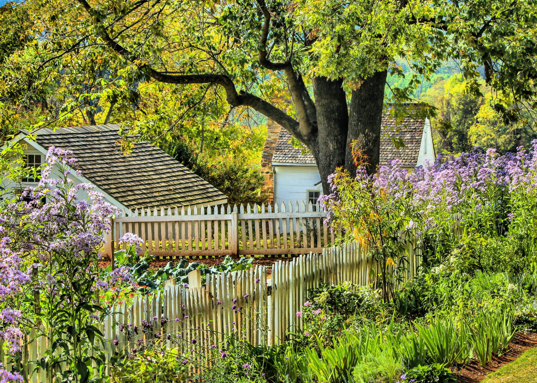 A blooming garden with a white picket fence and a home in the background.