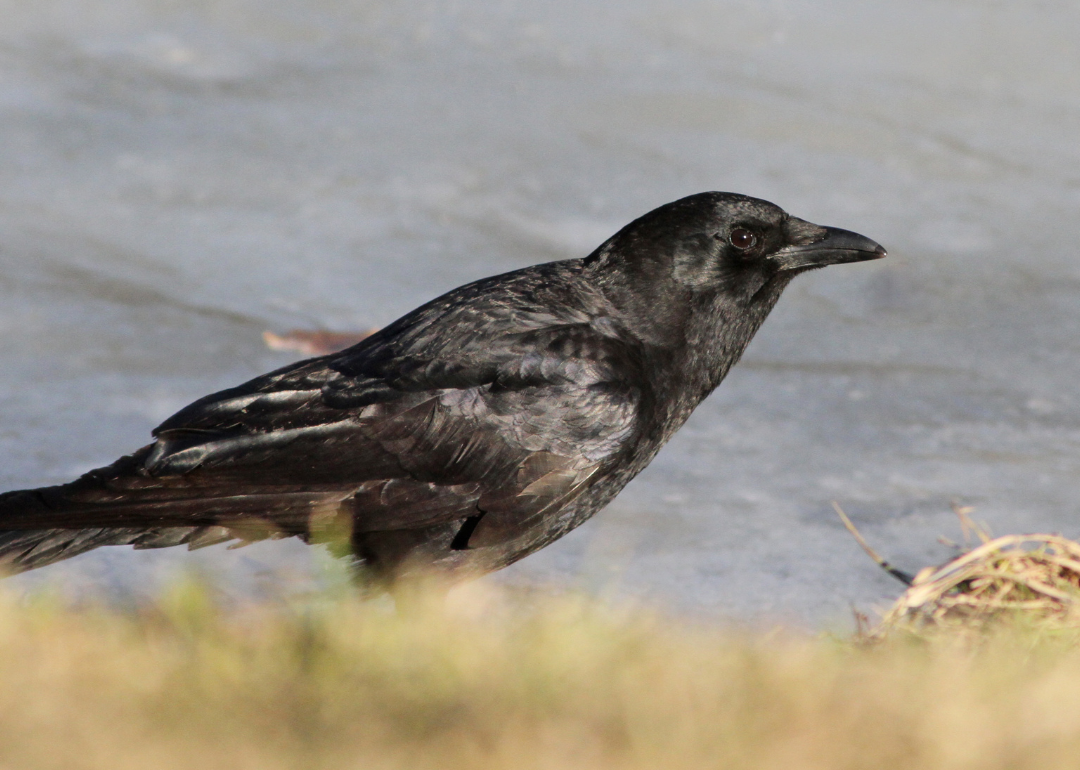 It's National Bird Day! Here Are 50 of the Most Commonly Seen Birds in North Carolina