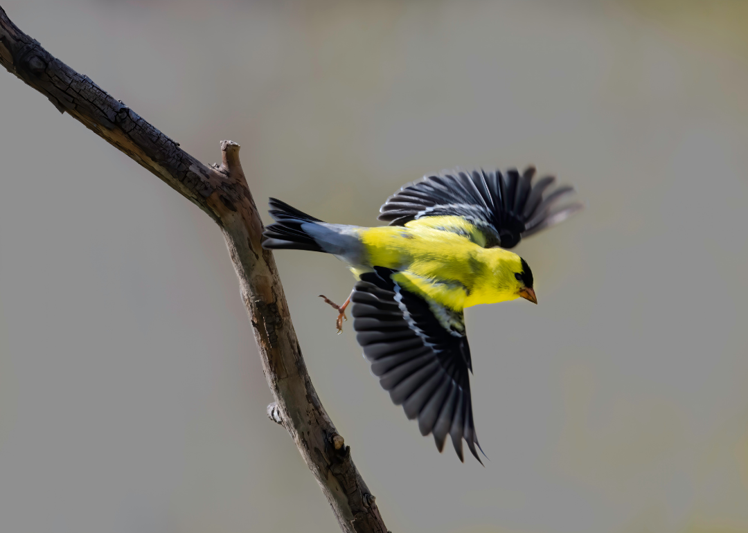 Yellow birds in utah