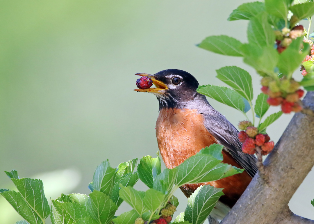 It's National Bird Day! Here Are 50 of the Most Commonly Seen Birds in North Carolina