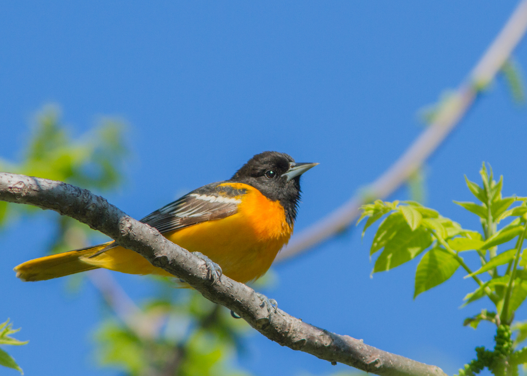 It's National Bird Day! Here Are 50 of the Most Commonly Seen Birds in North Carolina