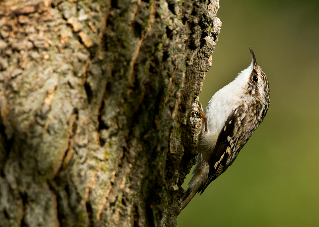 It's National Bird Day! Here Are 50 of the Most Commonly Seen Birds in North Carolina