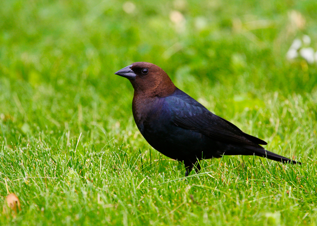 It's National Bird Day! Here Are 50 of the Most Commonly Seen Birds in North Carolina