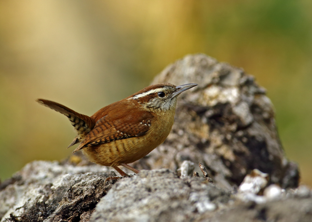 It's National Bird Day! Here Are 50 of the Most Commonly Seen Birds in North Carolina