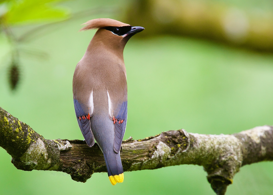 It's National Bird Day! Here Are 50 of the Most Commonly Seen Birds in North Carolina