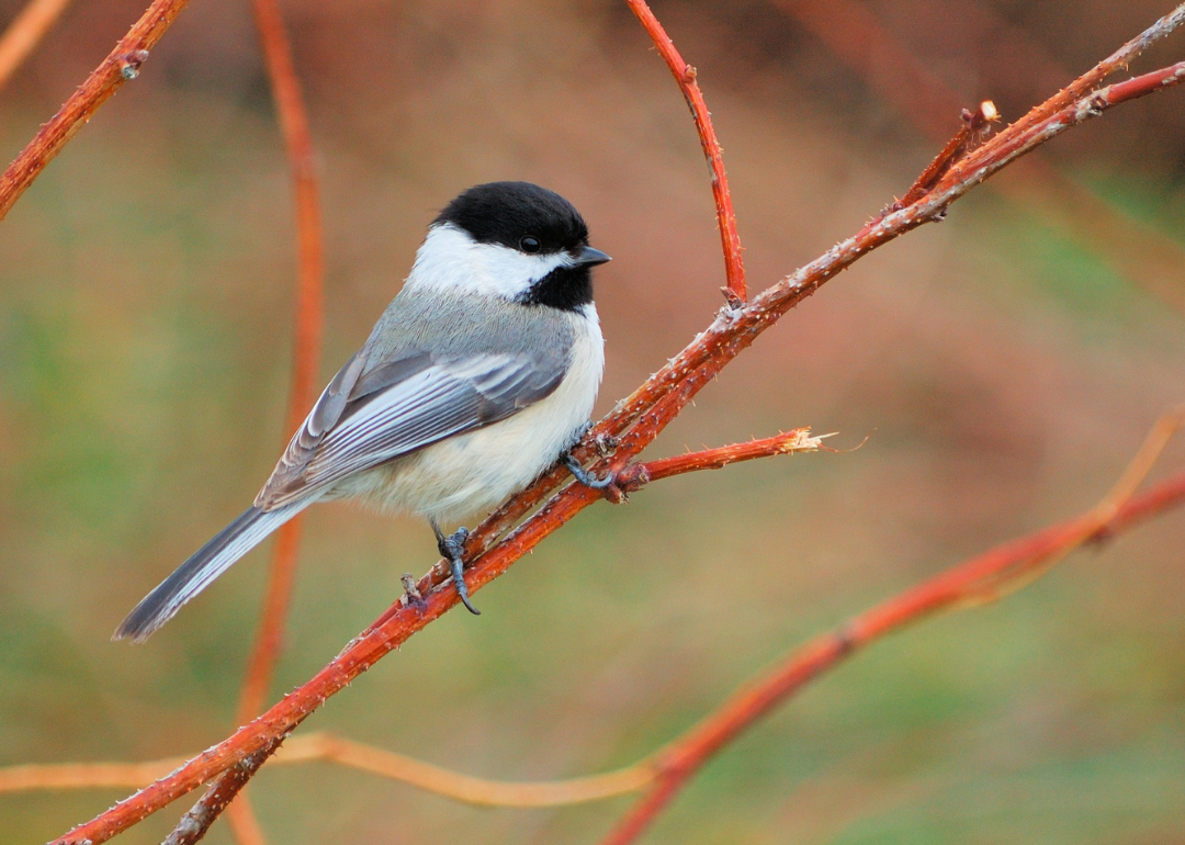 It's National Bird Day! Here Are 50 of the Most Commonly Seen Birds in North Carolina