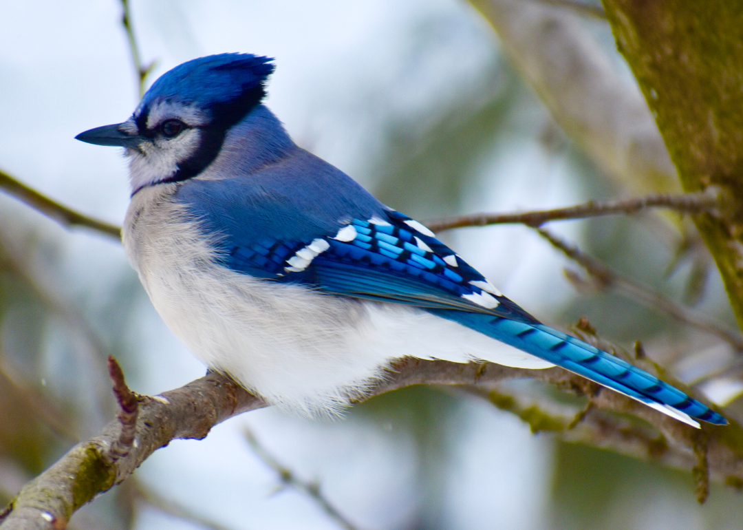 It's National Bird Day! Here Are 50 of the Most Commonly Seen Birds in North Carolina