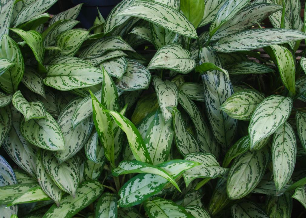 Naomi - Aglaonema