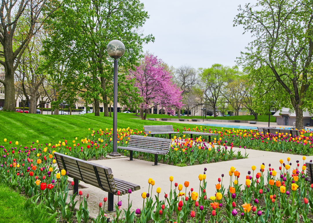 A downtown square full of colorful tulips.