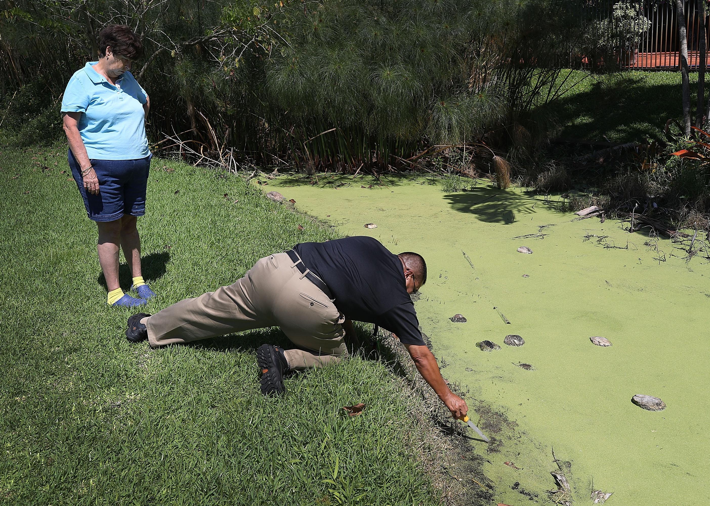 A woman watches as a mosquito control manager checks a green body of water.