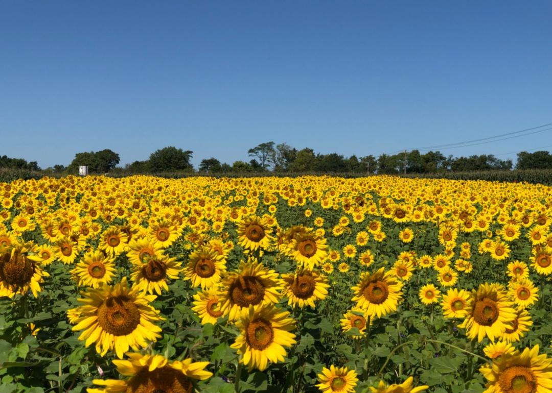 A sunflower farm.