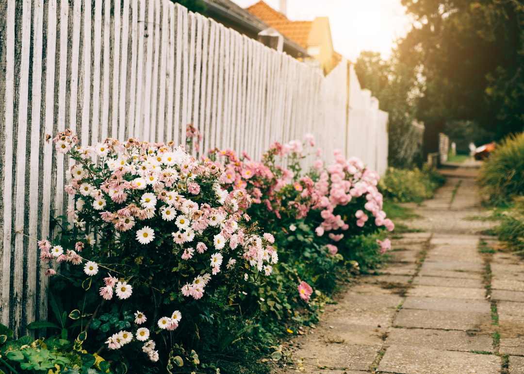 Blooming flowers on a sidewalk by a white fence.