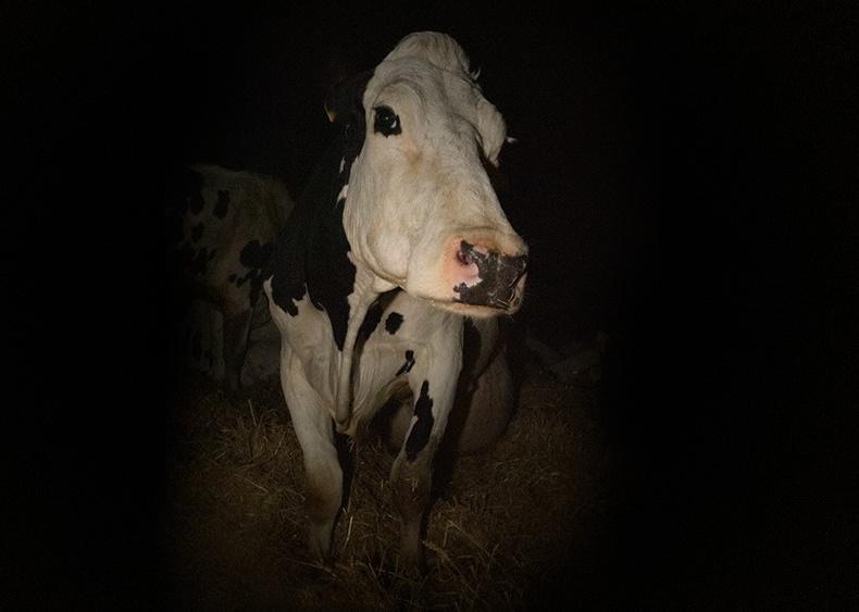 A black and white cow in the dark.
