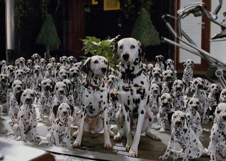 Two adult dalmation dogs and dalmation puppies covering an entire room.