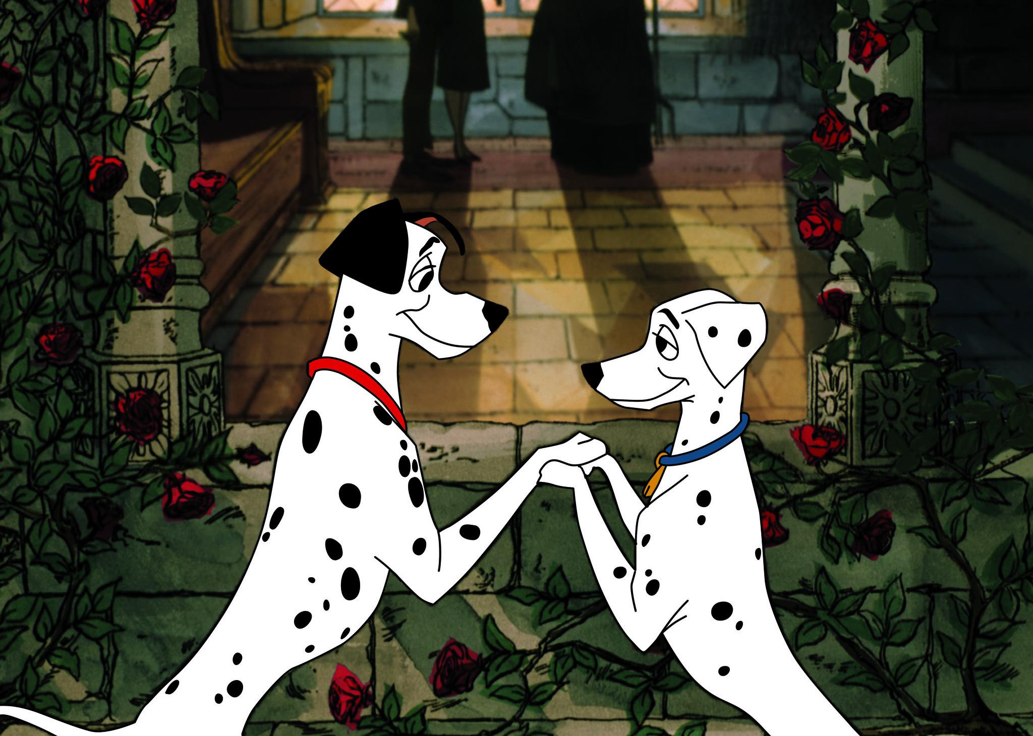 Two adult dalmation dogs holding hands and looking into each other