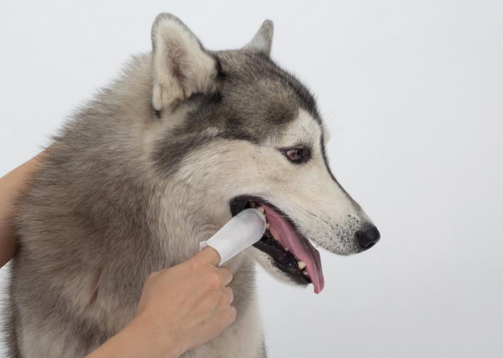 Owner cleaning dog's teeth with dental wipes.