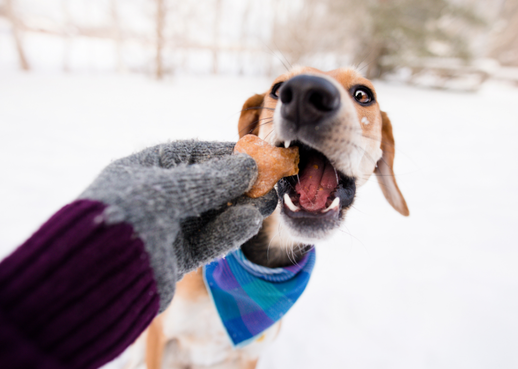Dog in a bandana taking a treat from a gloved hand in the snow.