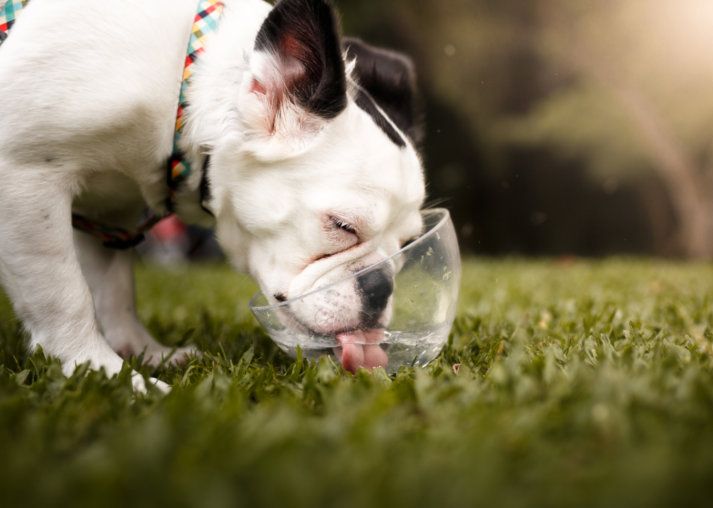 Small white dog drinking water from a bowl in the grass.