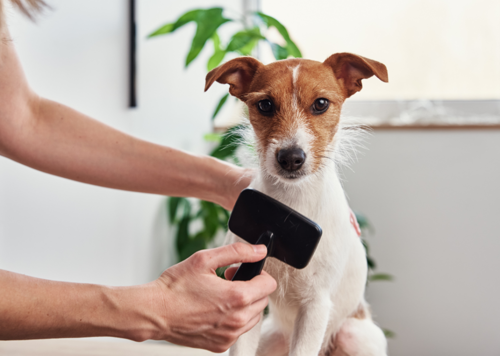 A person brushing a Jack Russell terrier dog.