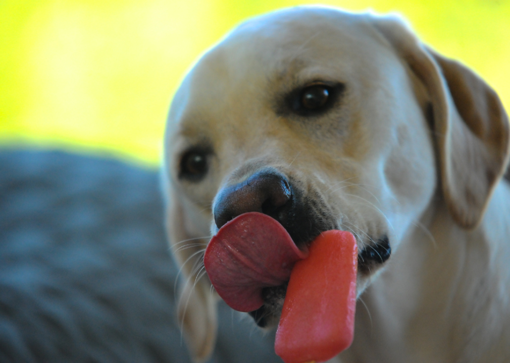 A dog licking a frozen popsicle.