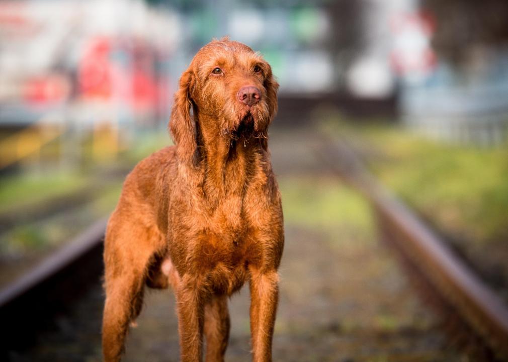 Standing Wirehaired vizsla against blurred background.