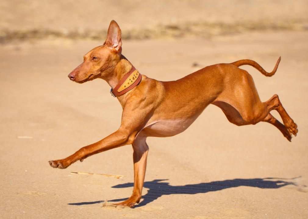 Cirneco dell’Etna running on beach.
