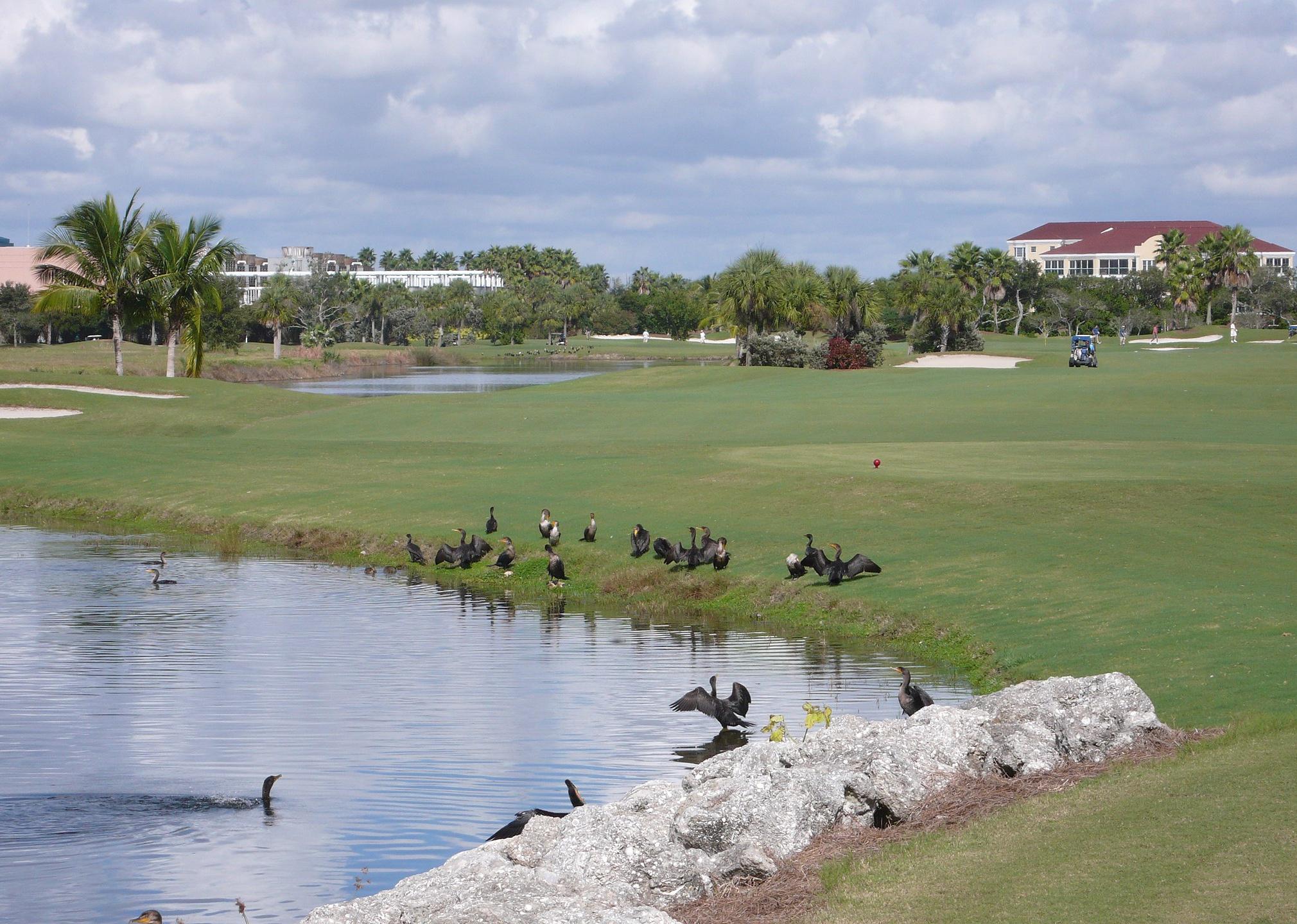 A golf course pond and ducks with homes in the distance.